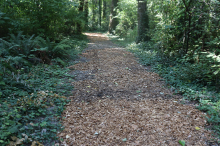 Trail of bark-chips circles sports field and is the predominant surface for the main trail loop